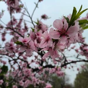 吉祥雨头像