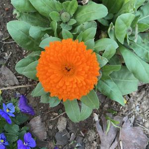 小羊在路上 头像