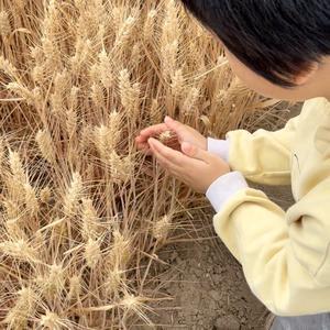 学习中的茉莉 头像