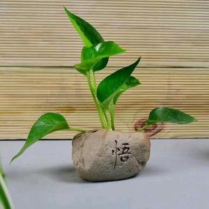 tan小熊爱生活 头像