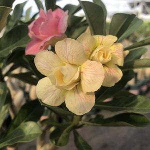 沙漠玫瑰基地直销 头像