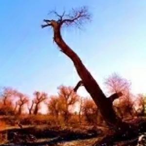 塞外高飞雁 头像