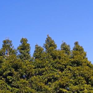 成清生活日常 头像