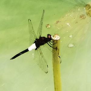 生活总是圆弧形 头像