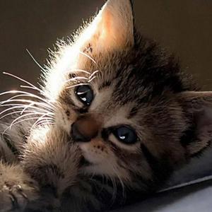 黑猫爱生活 头像