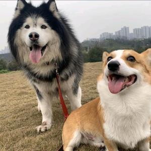 哈福哈旺 头像
