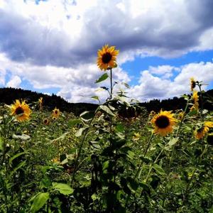 休息日不谈公事 头像