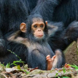 大灣仔嘎嘎 头像