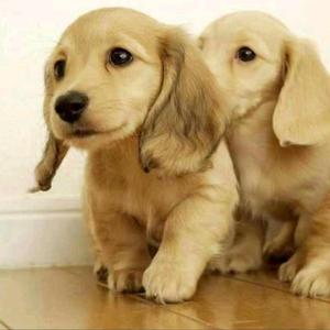 亮剑萌宠6 头像