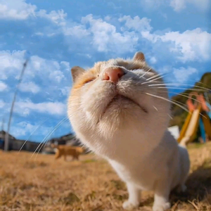 可子小猫 头像