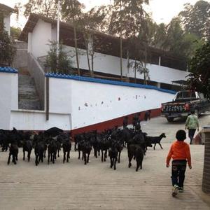 伟艳黑山羊基地 头像