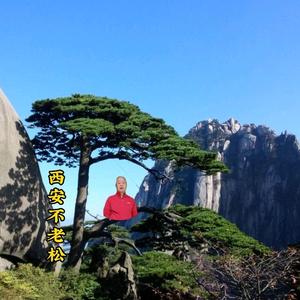 西安不老松 头像