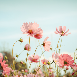 乐观樱桃3n0 头像