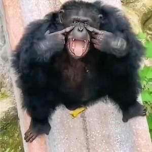 被榨干的花生 头像