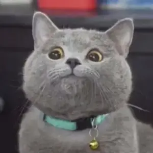 啊蛋爱云顶 头像