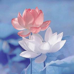 蕙质兰心936 头像