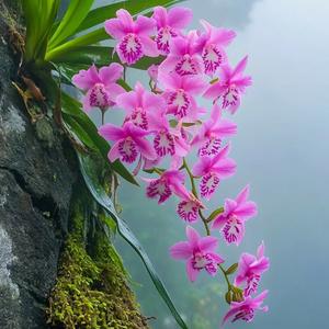 洒脱面条0v 头像