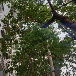 cloud.郎...芳 头像