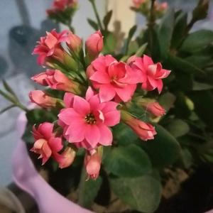 广场舞者梨花儿 头像