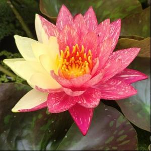 有趣的暖阳Wzh 头像