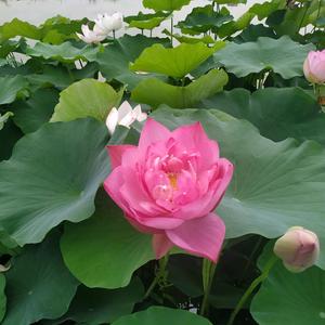 龚老师讲物理 头像