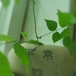 阳光普照世界万物 头像