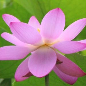 乘莲自渡