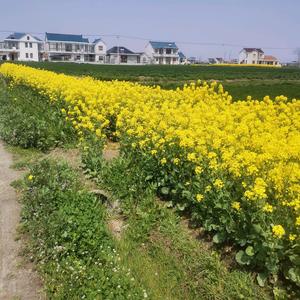 走近美丽乡村 头像