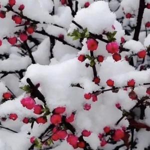 百姓心愿 头像