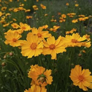 阿兴话家常 头像