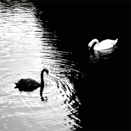 狼蛇传世人 头像