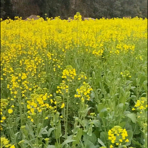 浮云知我意 头像