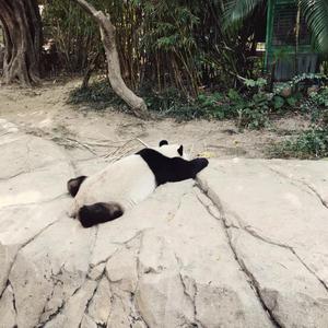 熊猫懒懒