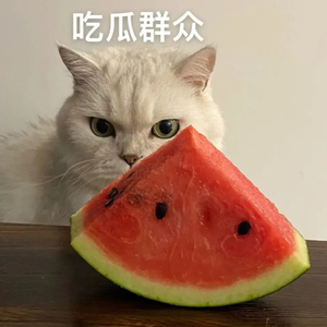 薛定谔的吃瓜猹 头像