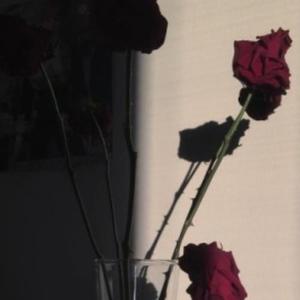 羽夜光与宇CpHVK 头像