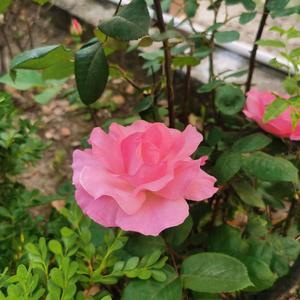 响当当的铜豌豆 头像