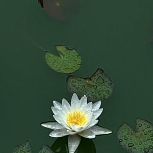 用户老醒者自醒悟