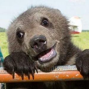 孤傲的棕熊小号 头像