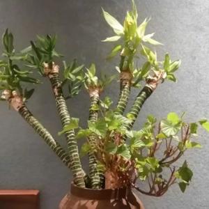 淡泊的风声C