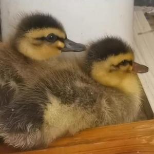 100天后被吃的鸭 头像