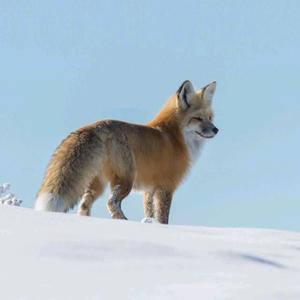 黑暗游侠白弓 头像