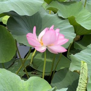 松鼠看世界 头像