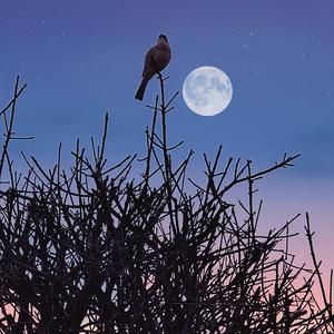 小李子1H5o 头像