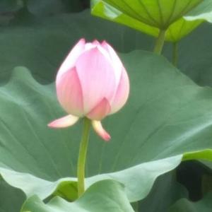 用户傲然独立