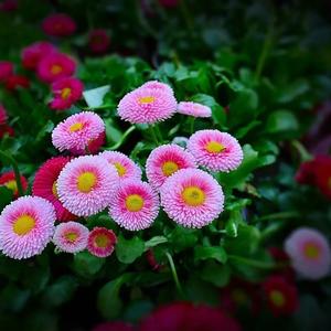 民间生活小助理 头像