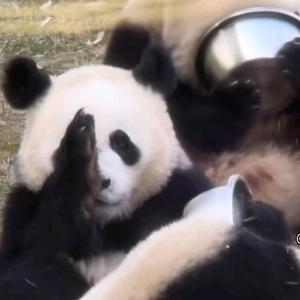 啊阿熊(和平精英) 头像