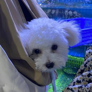 小比熊臭臭 头像