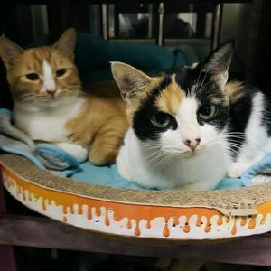 种花家的大能猫 头像