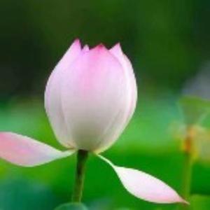 清风一林 头像