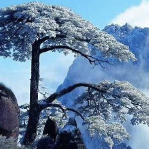 长青树0521